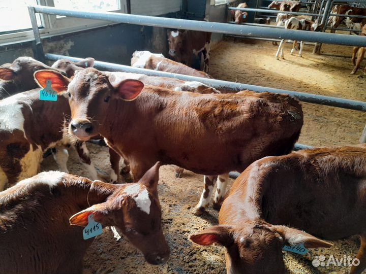 Бычки телята