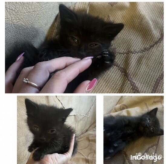Котенок