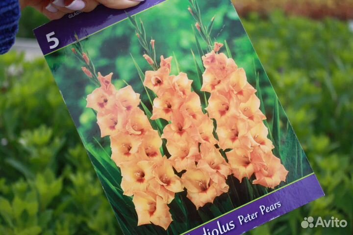 Луковицы Гладиолуса