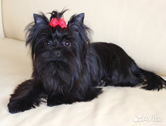 Йоркширский терьер