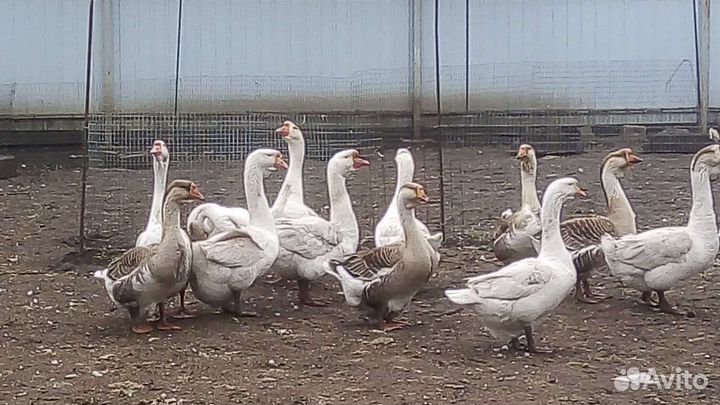 Гусята Линда+ холмогор