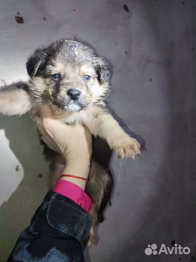 Щенок ищет дом