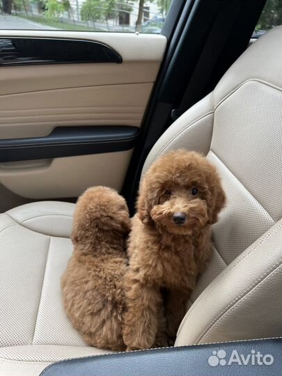 Щенки Той пудель/мелкая миниатюра ред braun