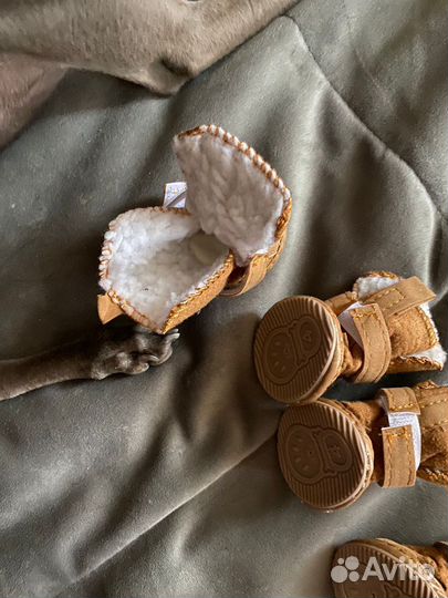 Ботинки для маленьких собак