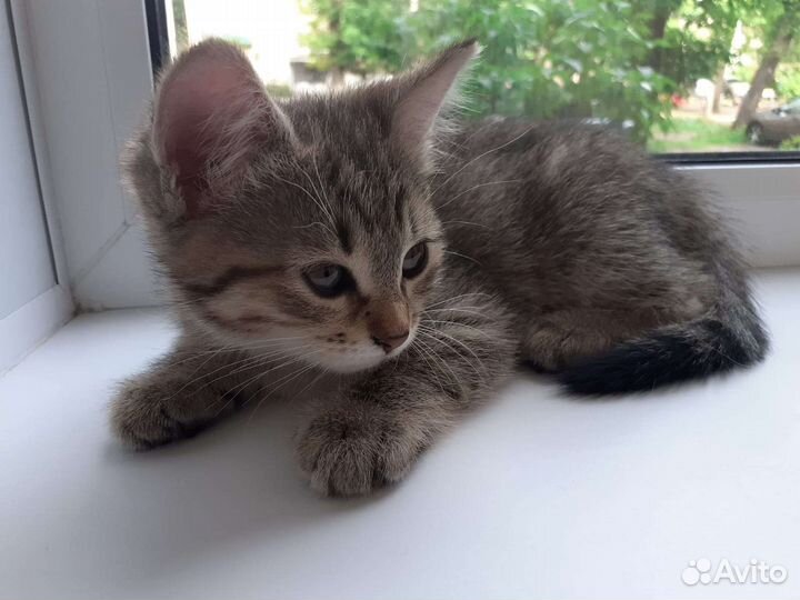 Маленькая сибирская кошечка для души и сердца