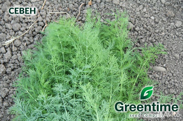 Семена Укропа и Петрушки (Greentime-Испания)