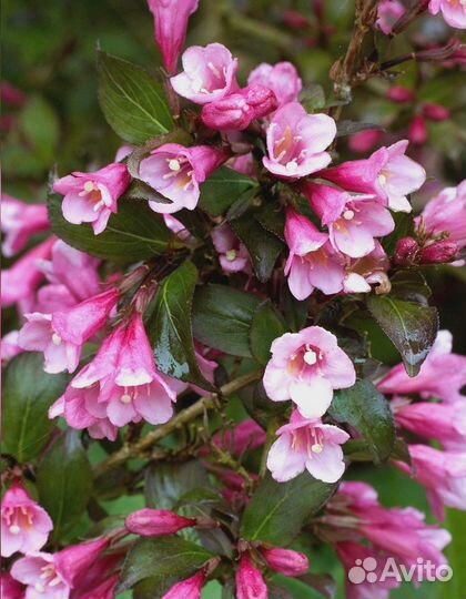 Вейгела Фолис Пурпуреа 1 шт (горшок)