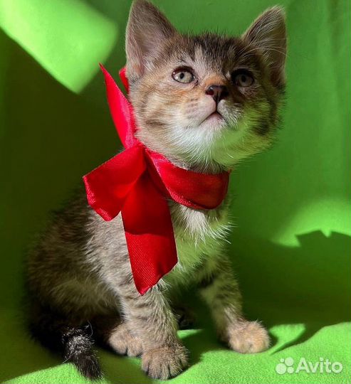 Котенок девочка бесплатно