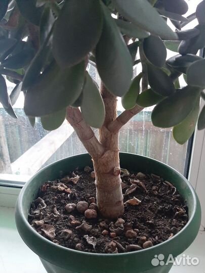 Денежное дерево толстянка