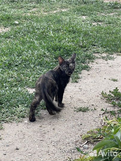 Кошка в дар бесплатно