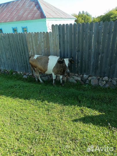 Продам коров, телят