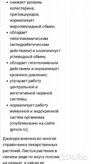 Растение Джинура (Гинура) распростертая, лечебная