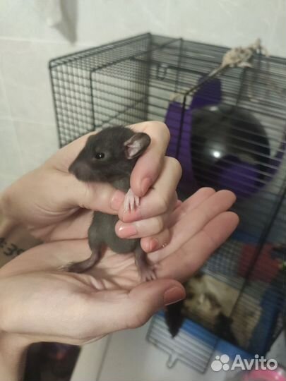 Крысята Дамбо (Манкс примесь)