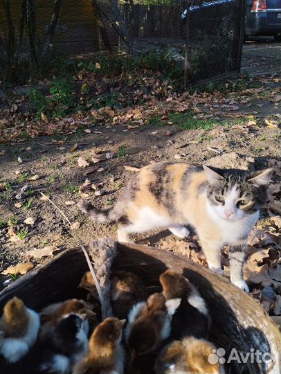 Гусята Цыплята Инкубационное яйцо