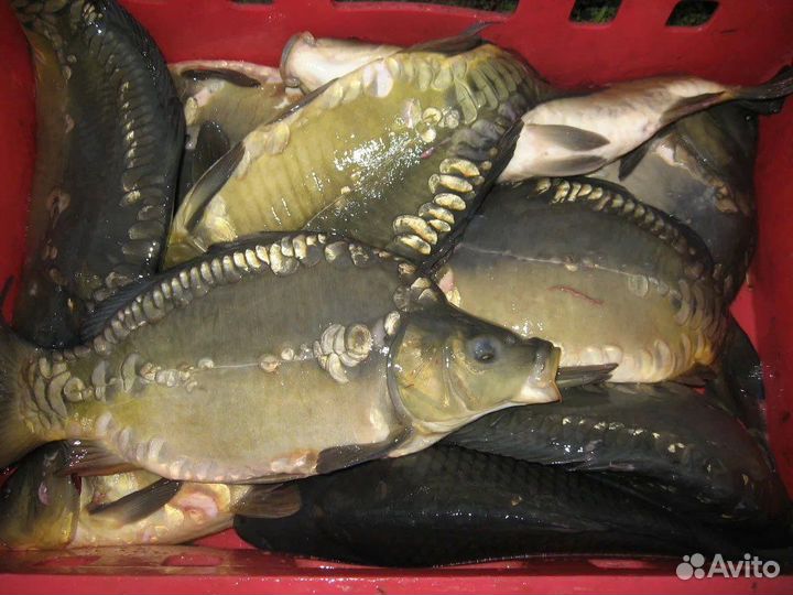 Живая рыба карп толстолобик амур