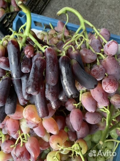 Саженцы и черенки Кишмиш Аватар