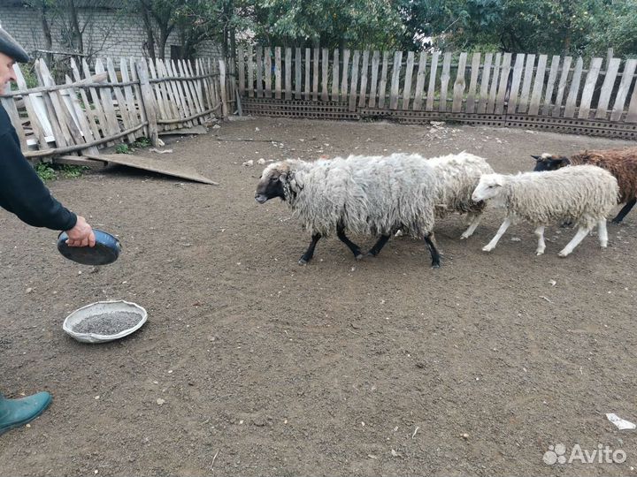 Овцы бараны