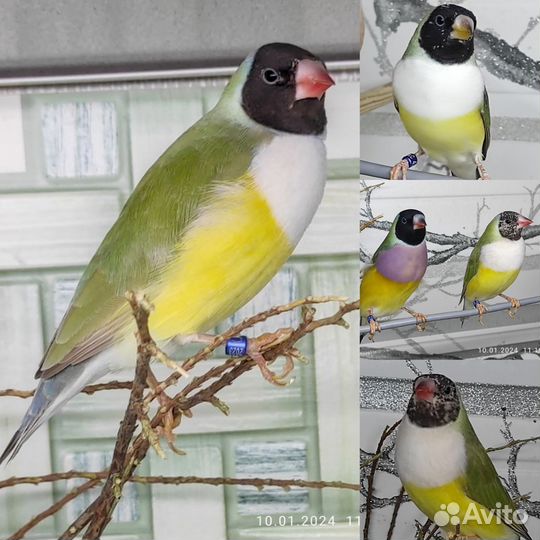 Амадины гульда