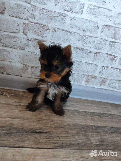 Йоркширский терьер