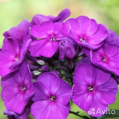 Флокс метельчатый Катарина и др