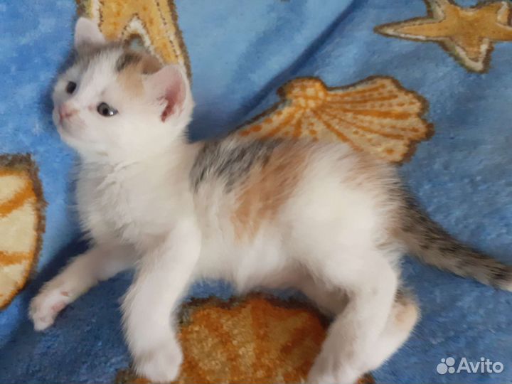 Кошка в дар бесплатно