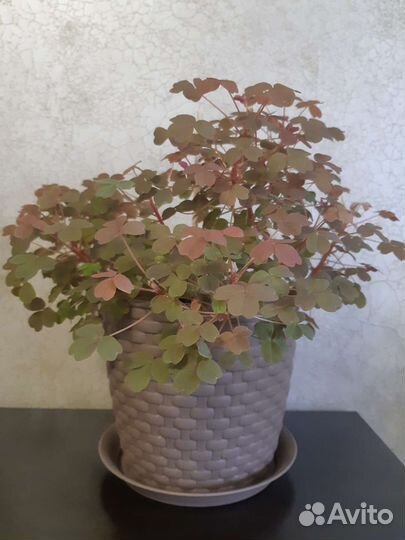 Кислица или оксалис