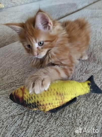 Котята мейн-кун