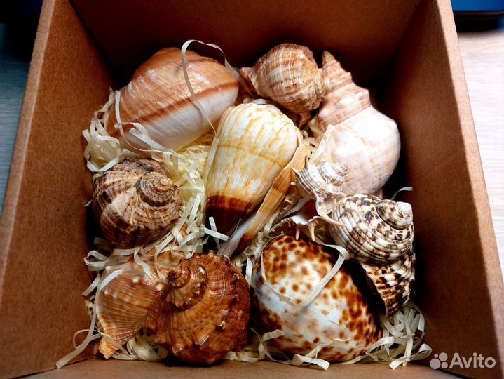 Набор крупных ракушек