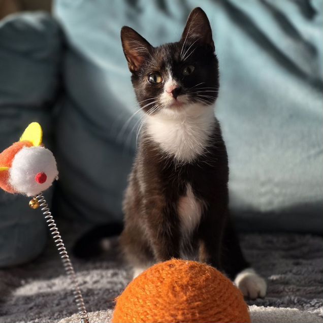 Котёнок в добрые руки