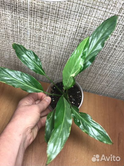 Спатифиллум Дели Индонезия