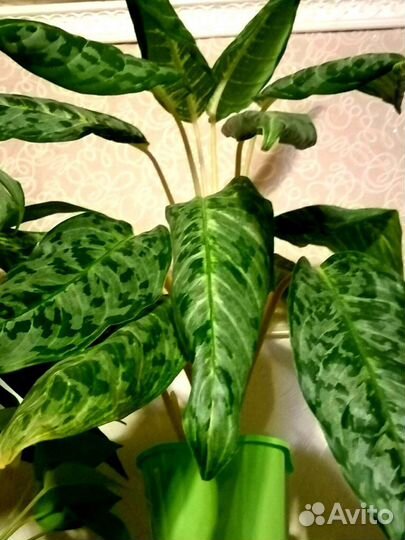 Продам цветы комнатные