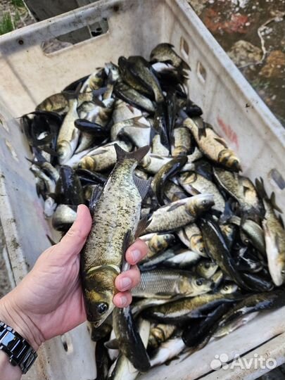 Толстолобик