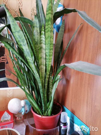 Сансевиерия