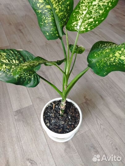 Диффенбахия