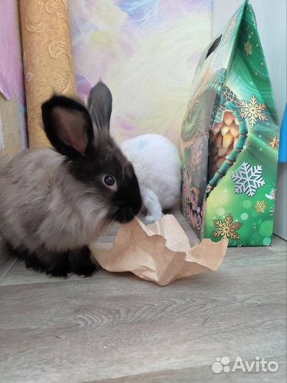 Кролики декоративные, девочки