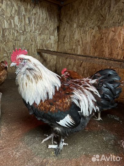 Петух Фавероль