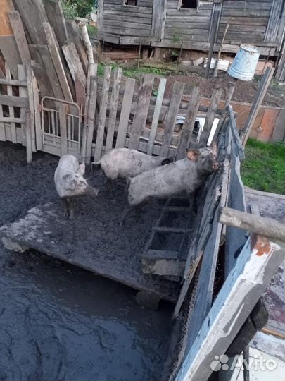 Свиньи поросята