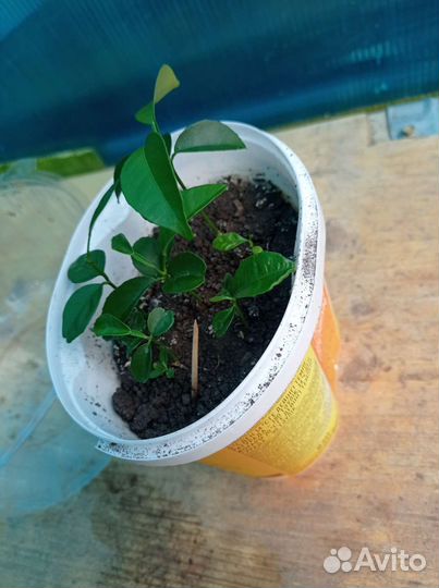 Саженцы мандарина