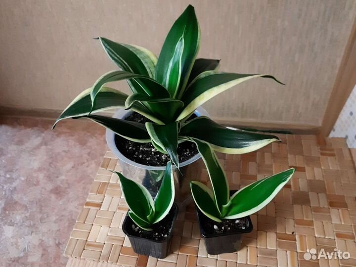 Сансевиерия голден ханни