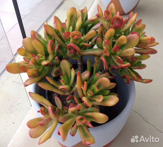 Крассула хоббит Сансет