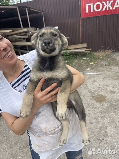 Собаки щенки бесплатно в дрбрые и любящие руки