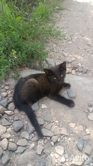 Котенок в добрые руки девочка