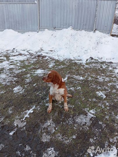 Бретонский Эпаньоль (Бретон) для вязки