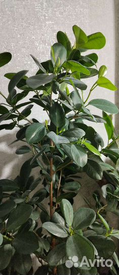 Фикус, педилантус, гибискус