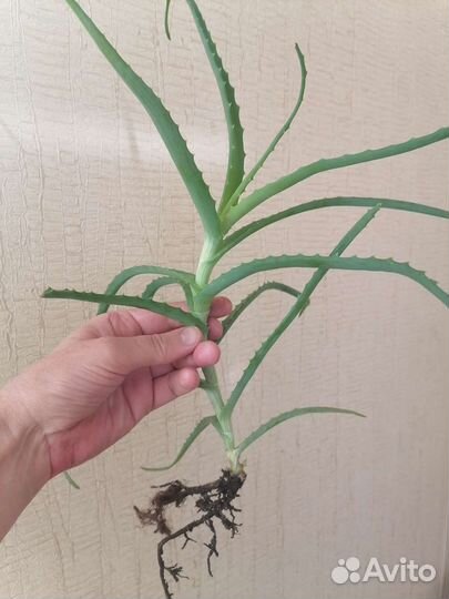 Алоэ столетник