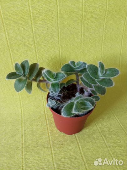 Суккуленты