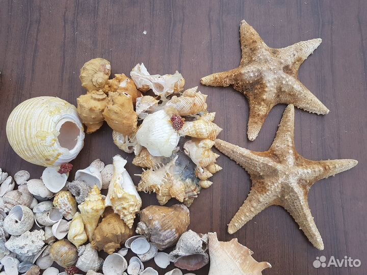Морские ракушки раковины кораллы звезда