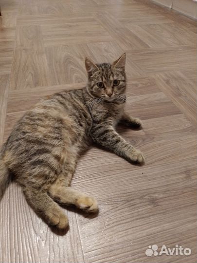 Кошка