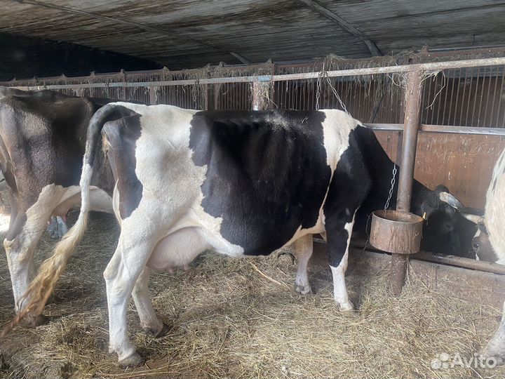 Коровы дойные