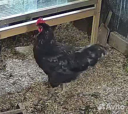 Молодой петух моран